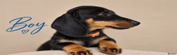 Dachshund dogs for sale: PRA-Clear Miniature Dachshund Puppies ready to go - Advert 4