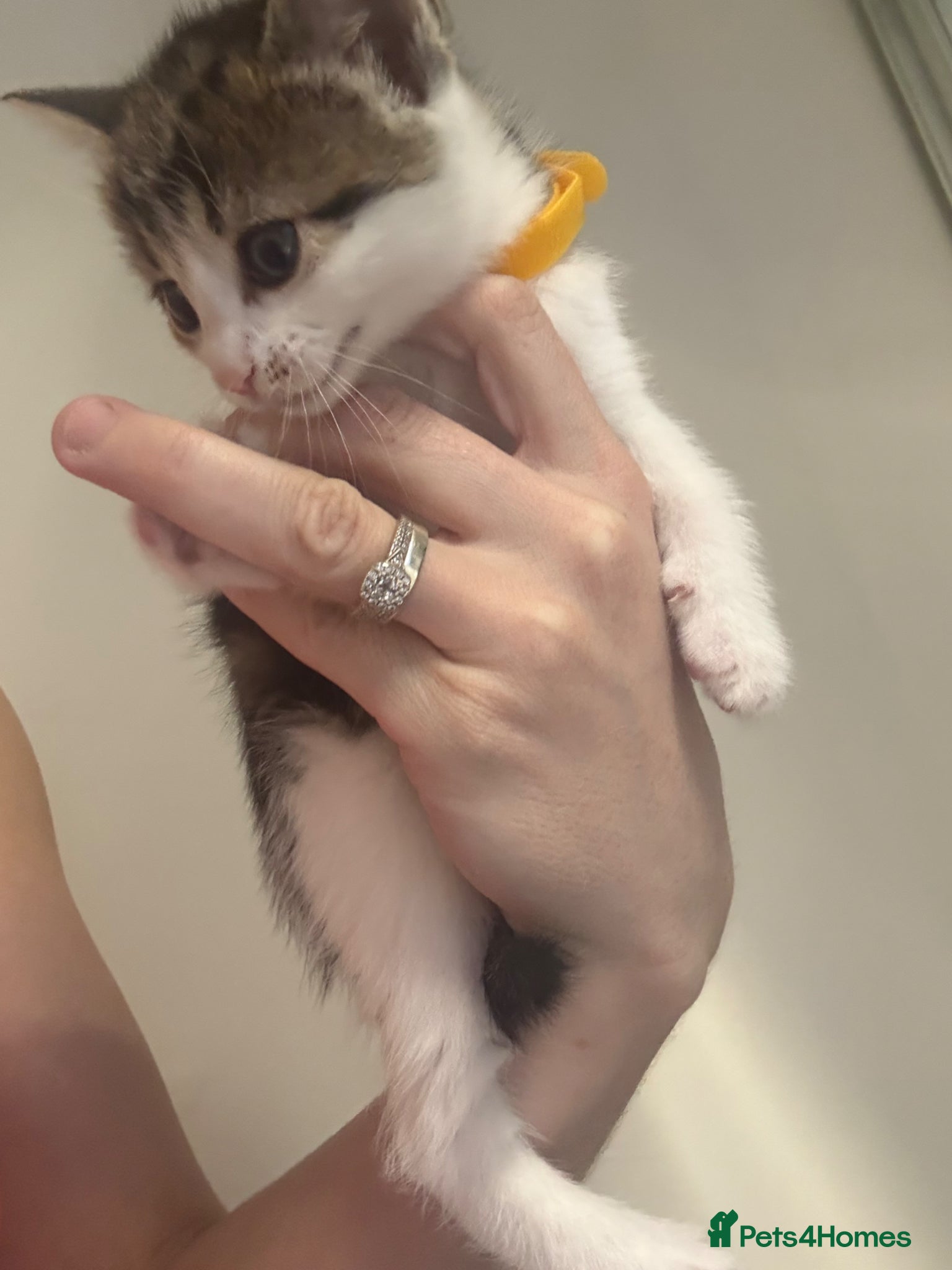 Mixed Breed cats 9 Adorable Kittens  - Advert 2