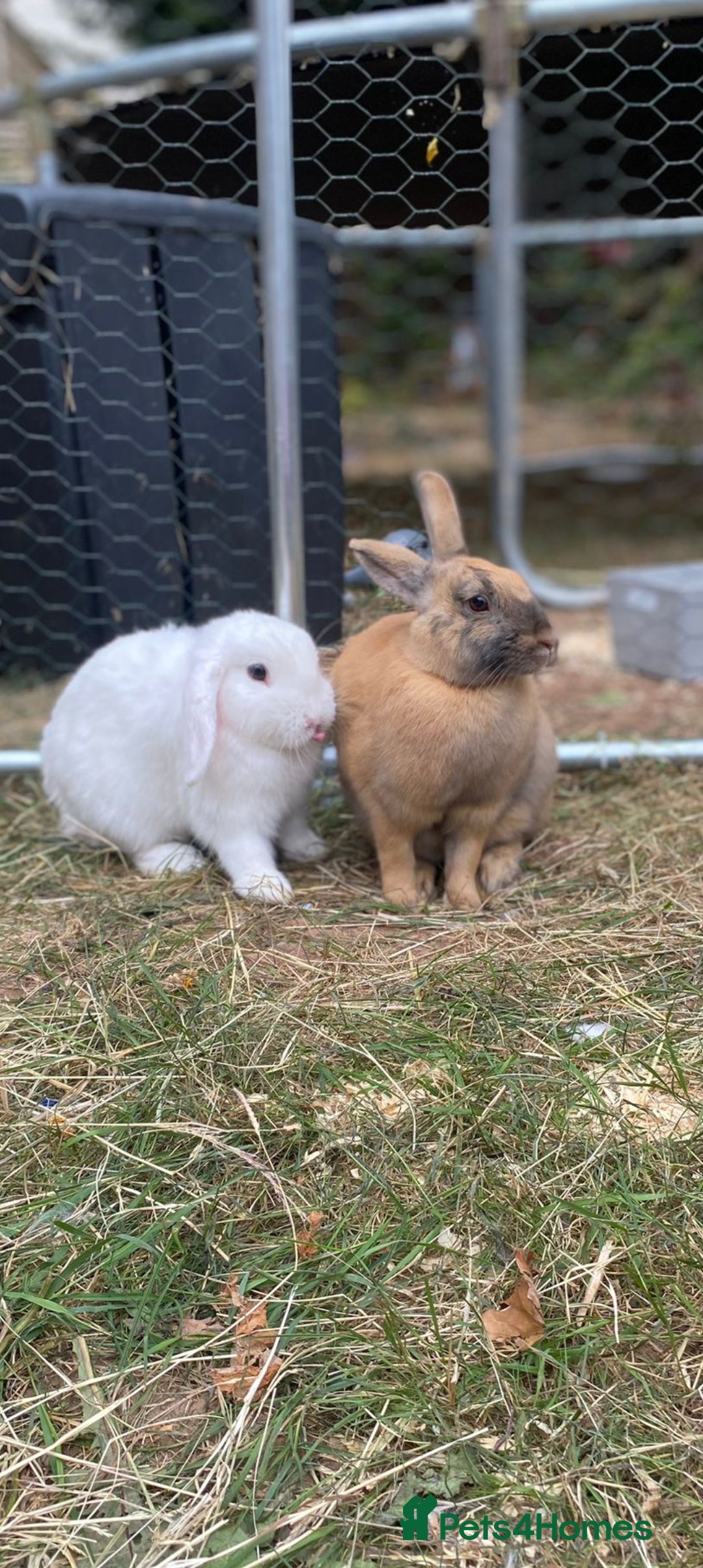 Mini Lop rabbits Two female bunnies to stay together  - Advert 1