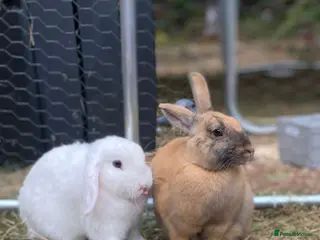 Mini Lop rabbits Two female bunnies to stay together - Advert 2