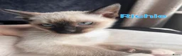Ragamese cats for sale:    Gorgeous Ragamese Boys - Advert 9