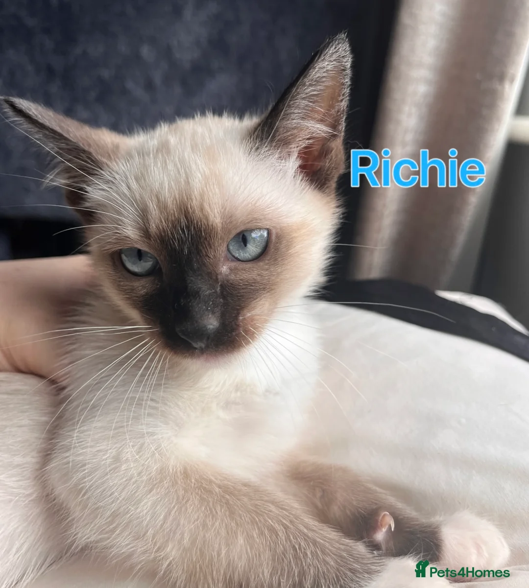 Ragamese cats for sale:    Gorgeous Ragamese Boys - Advert 9