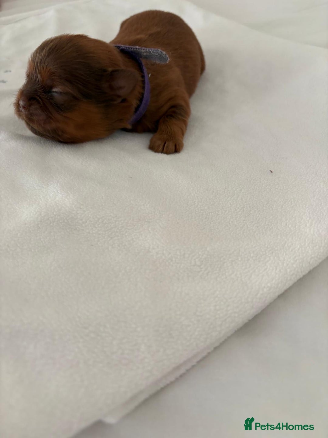 Shih Tzu dogs for sale: KC registered pure breed imperial shihtzu puppies  - Advert 38