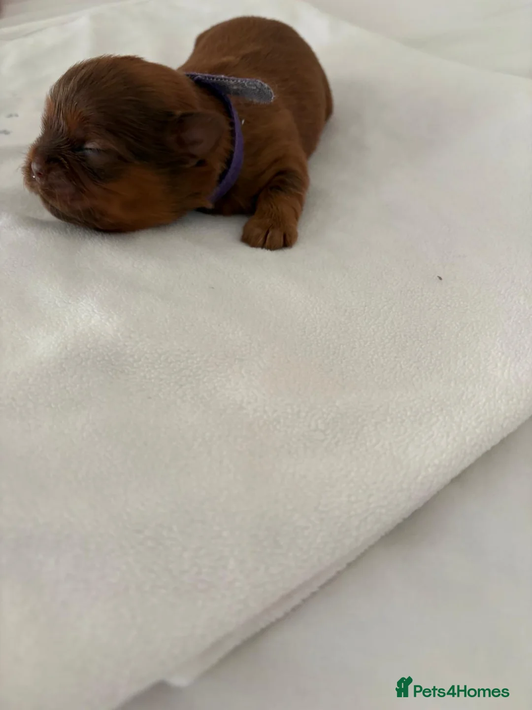 Shih Tzu dogs for sale: READY TO LEAVE GORGEOUS KC girl left - Advert 11