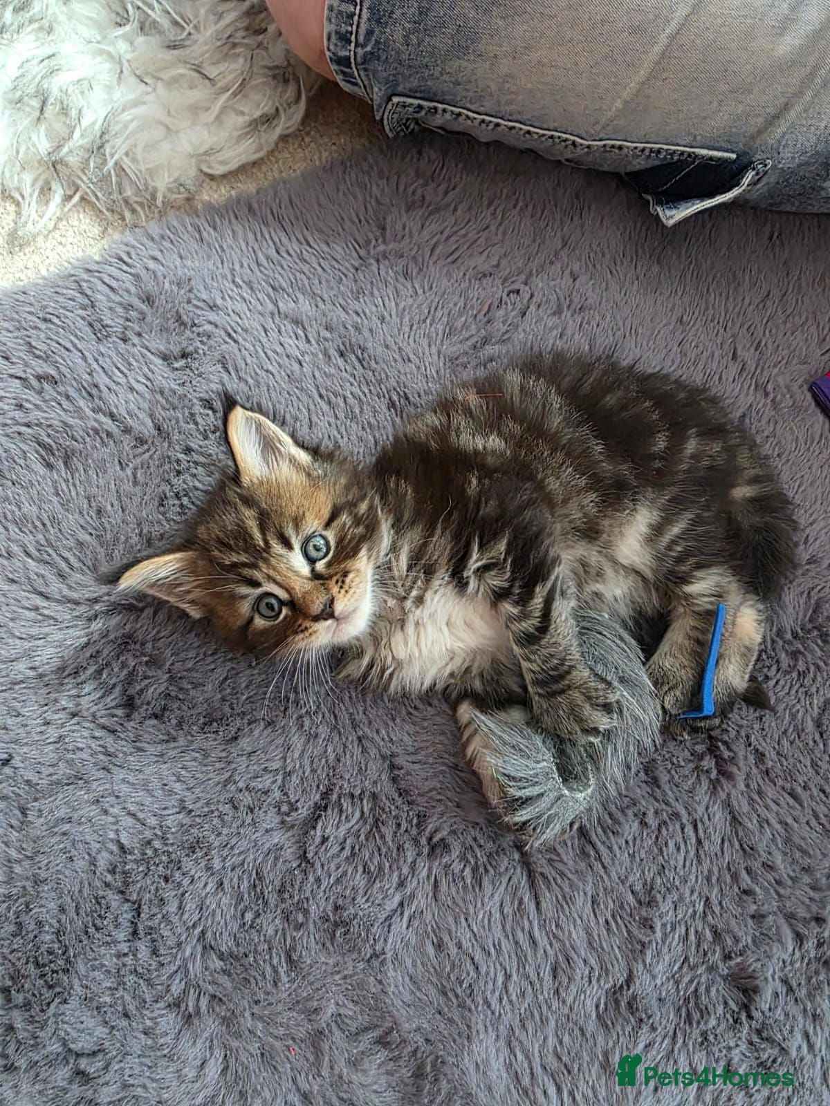 Maine Coon cats Maine Coon Registered TICA - Advert 1