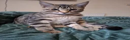 Mixed Breed cats for sale: 4 boys,XL Bengal × Maine Coon  - Advert 3