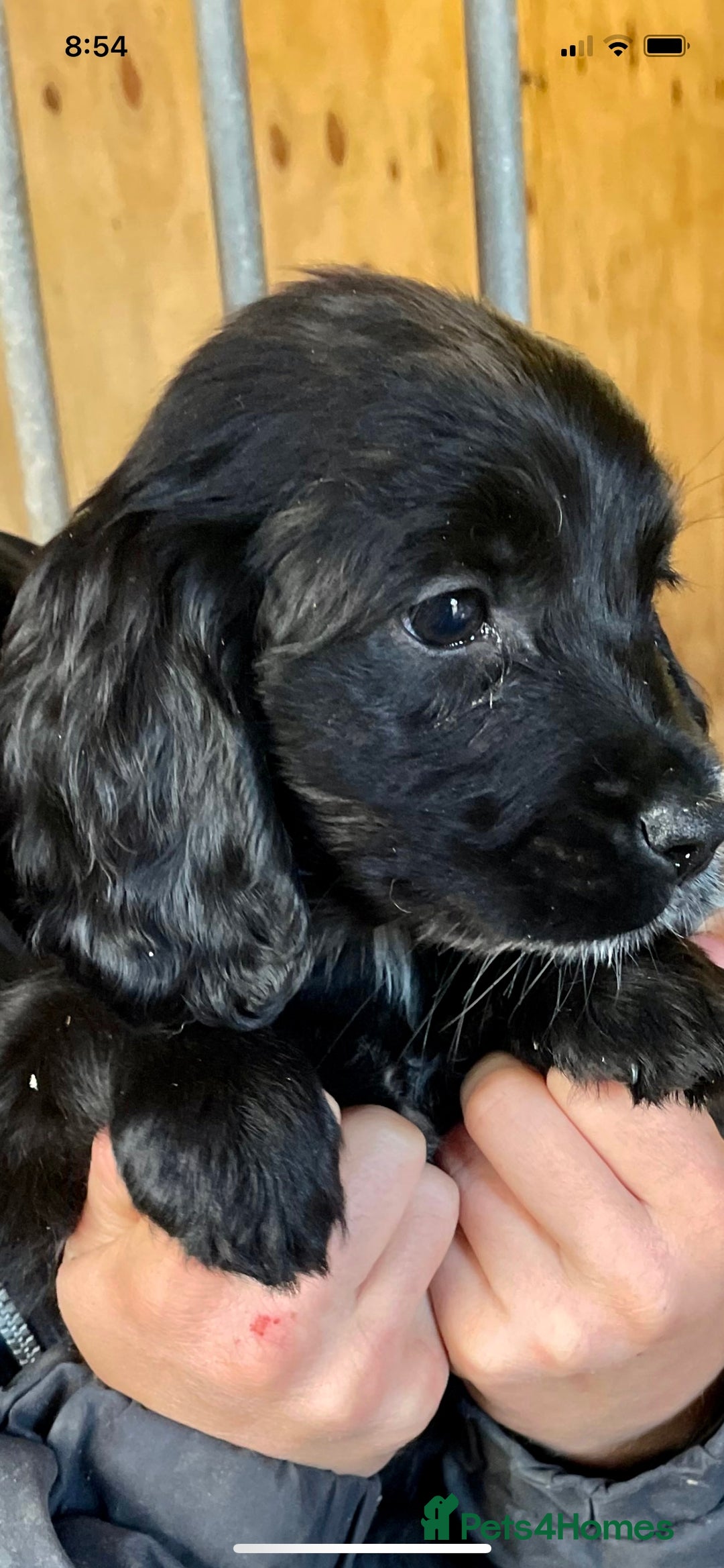 Cockerdor dogs for sale: *** las2 remaining*** Adorable Cockerdors  - Image 2