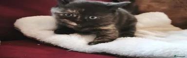 British Shorthair 4