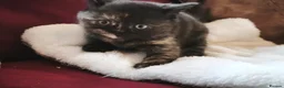 British Shorthair cats for sale: Beautiful British Shorthair Kittens in Darlington - Advert 14