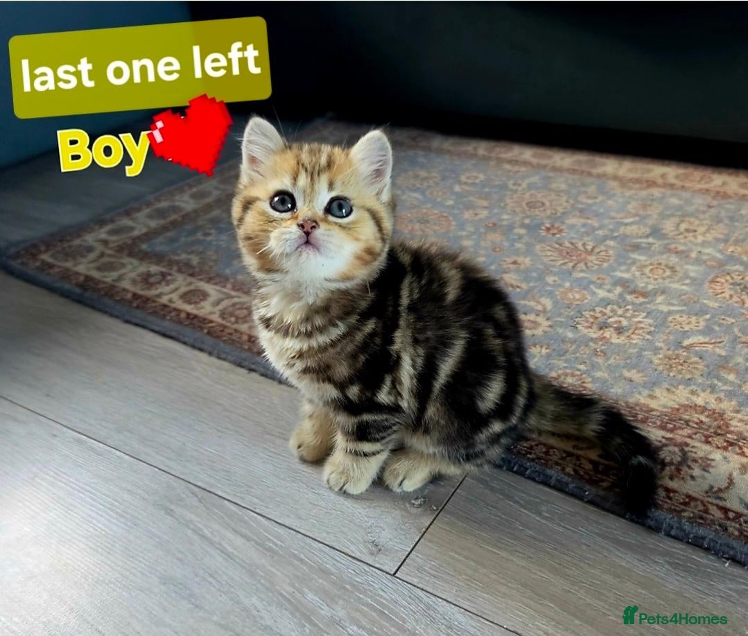 Scottish Fold cats 1 Most sweet boy ever  💙  - Advert 6