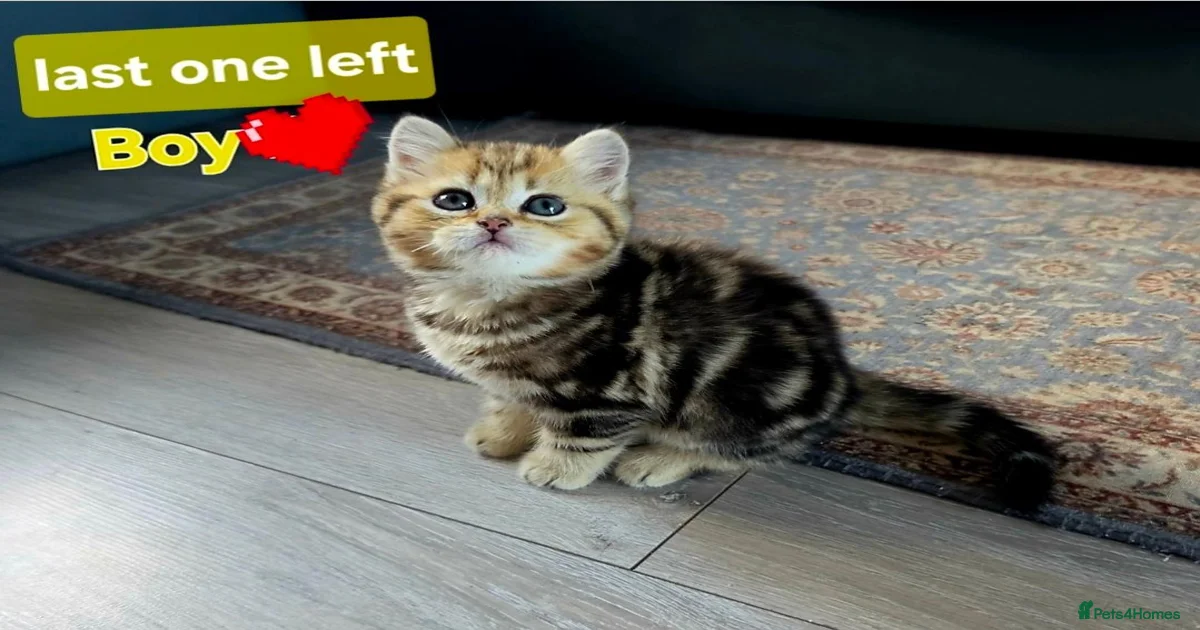 Gold Scottish Fold Kittens for sale | Pets4Homes