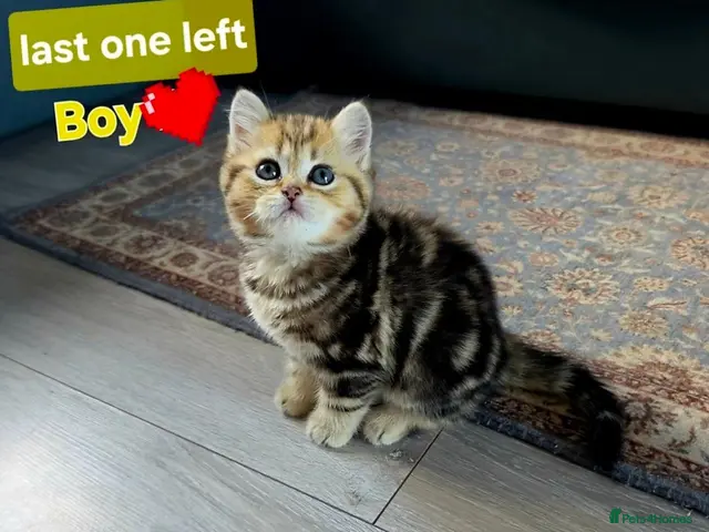 Scottish Fold cats 1 Most sweet boy ever 💙 - Advert 10