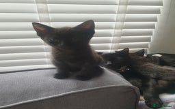 Domestic Shorthair cats for sale: Beautiful Domestic Short-haired kittens - Image 3