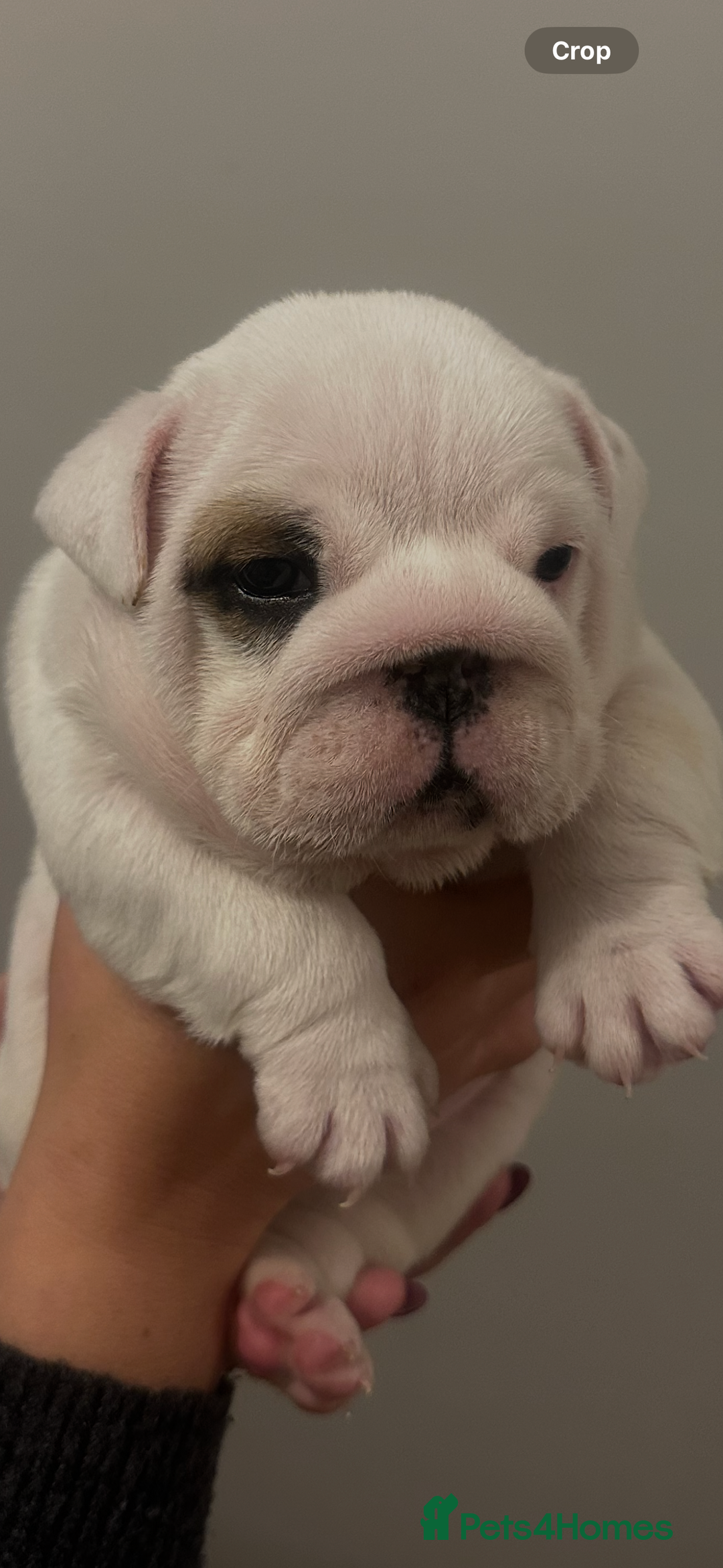 English Bulldog dogs for sale: Full Pedigree KC Registered English Bulldogs - Advert 5