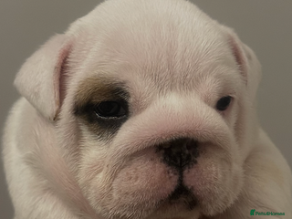 English Bulldog dogs Full Pedigree KC Registered English Bulldogs - Advert 6