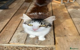 Mixed Breed cats for sale: 4 kittens a quarter ragdoll - Image 6