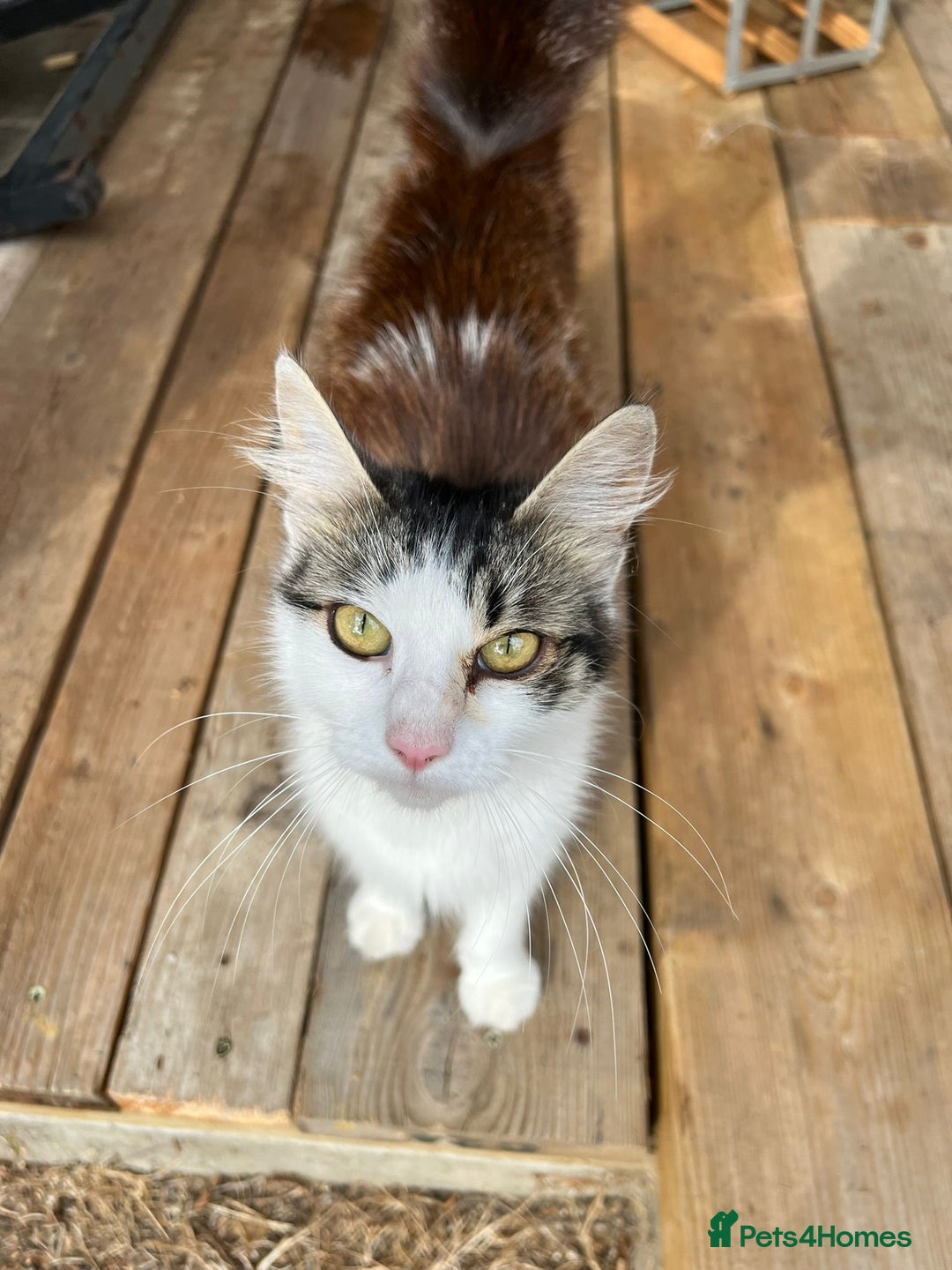 Mixed Breed cats for sale: 4 kittens a quarter ragdoll - Image 6