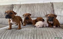 Staffordshire Bull Terrier dogs for sale: Amazing Red Staffordshire bullterrier puppies - Image 10