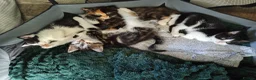 Domestic Shorthair cats for sale: Stunning litter of 4 - Advert 9