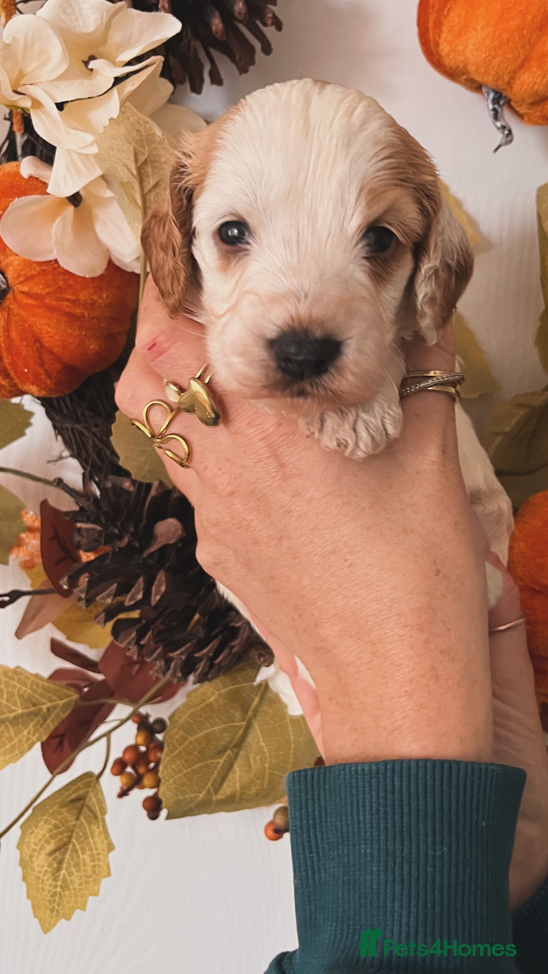 Cockapoo dogs for sale: Cockapoo puppies  - Advert 9