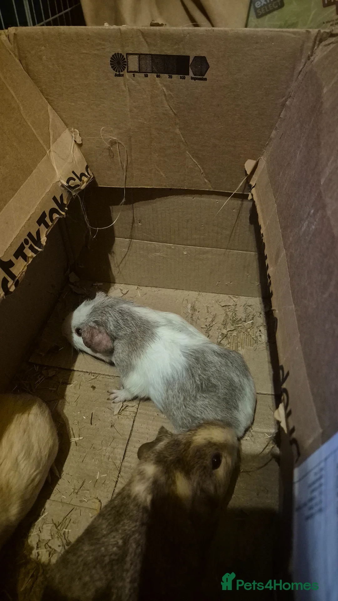 Guinea Pig rodents for sale: Cute baby guinea pigs  - Advert 1