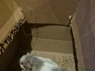 Guinea Pig rodents Cute baby guinea pigs - Advert 3