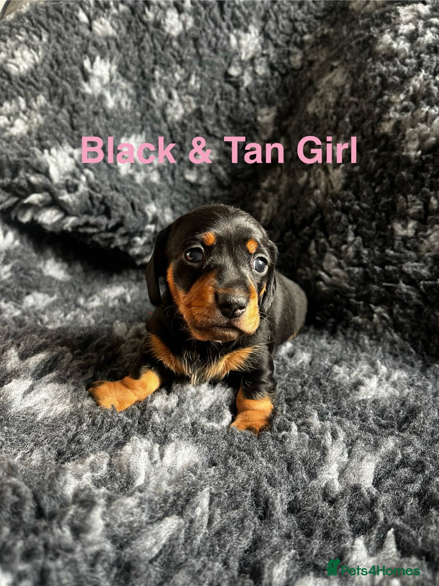 Miniature Dachshund dogs for sale: Miniature Dachshund puppies (smooth haired)  in Cheltenham - Advert 5