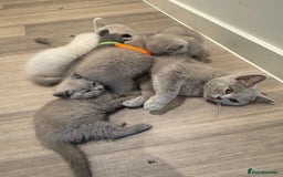 British Shorthair cats for sale: Lilac British Shorthair Kittens - 2 boys 3 girls - Image 6