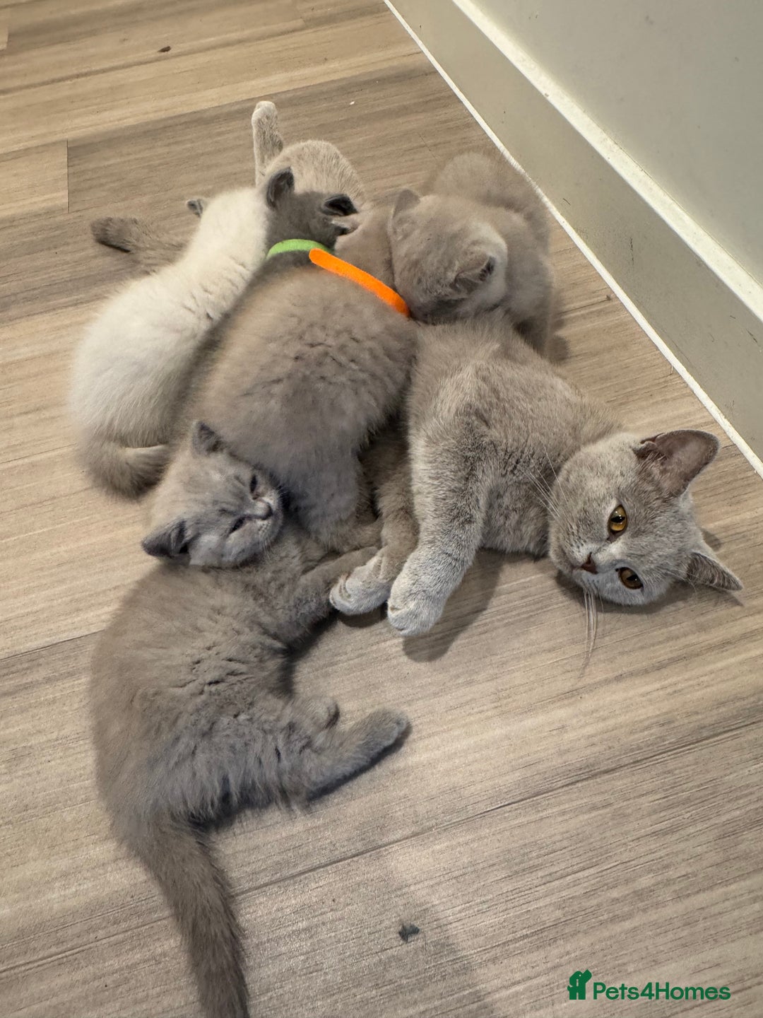 British Shorthair cats for sale: Lilac British Shorthair Kittens - 2 boys 3 girls - Image 6
