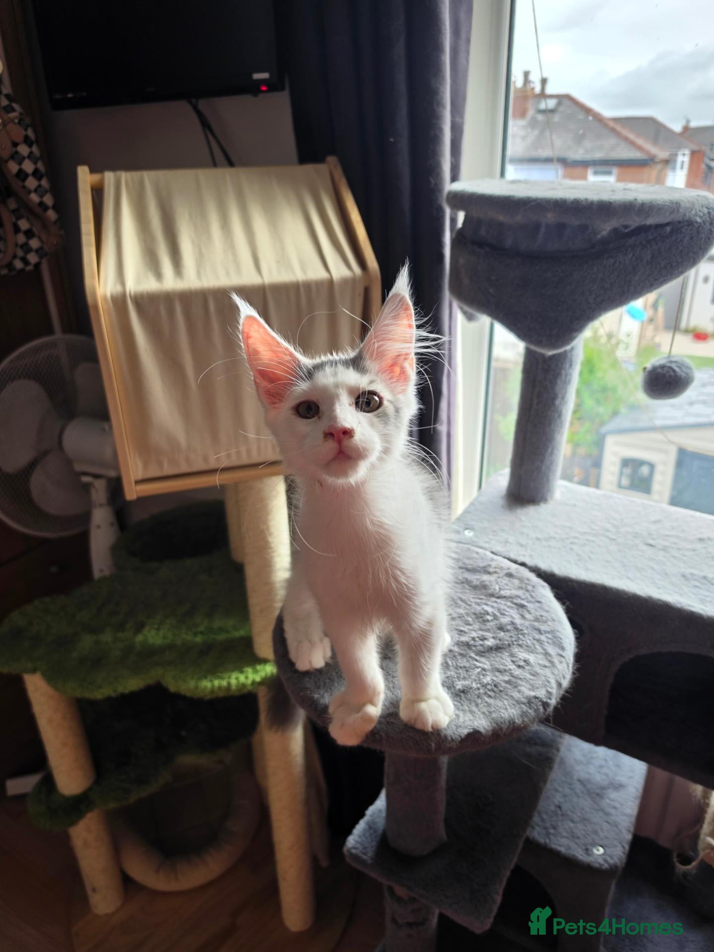 Maine Coon cats TICA REGISTERED STUNNING KITTENS  - Advert 2