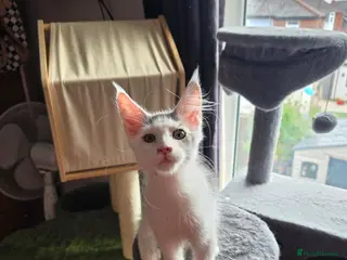Maine Coon cats TICA REGISTERED STUNNING KITTENS - Advert 2