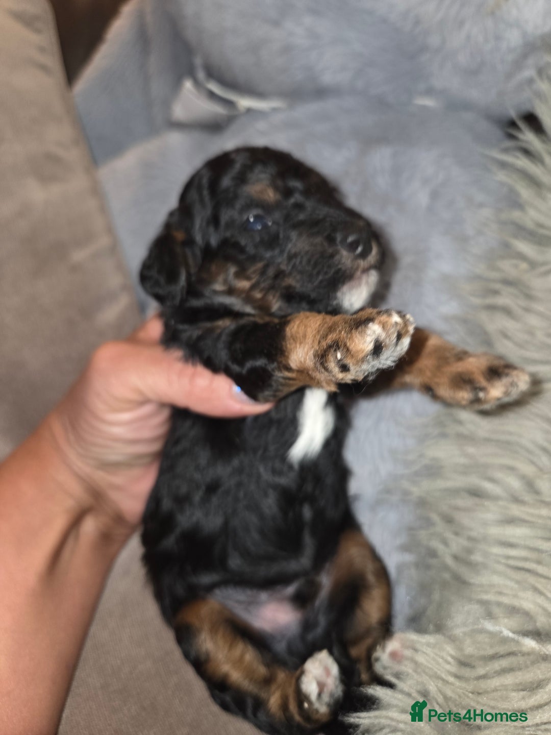 Toy Poodle dogs for sale: Beautiful Toy Poodle puppies - Image 13