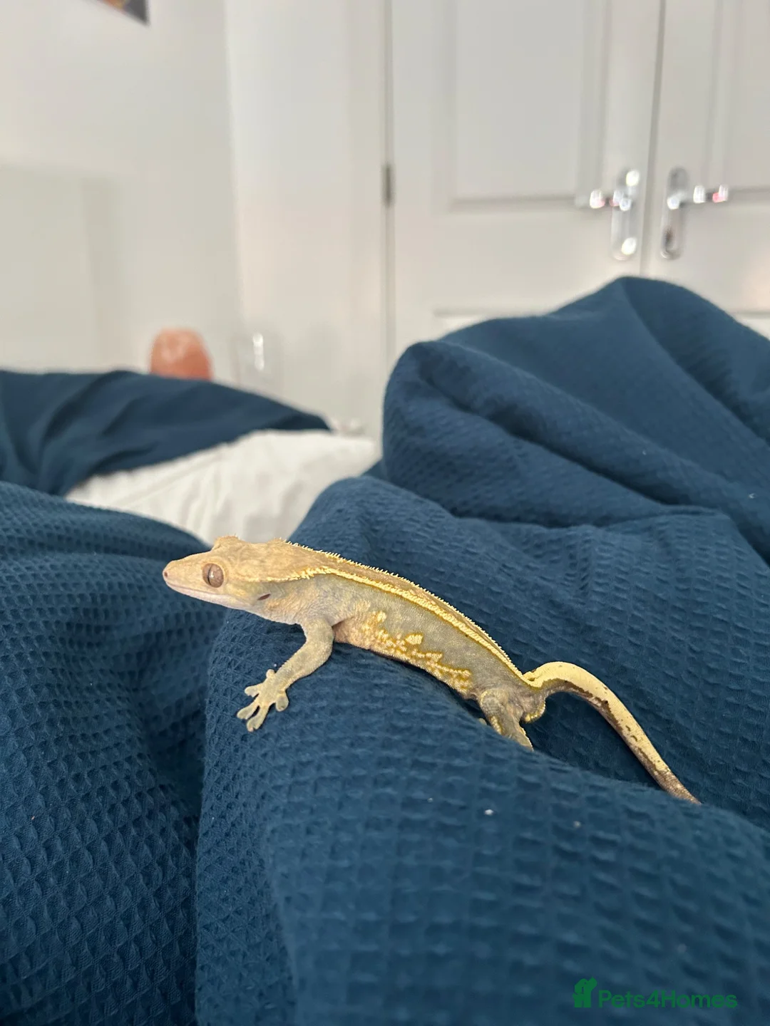 Gecko reptiles for sale: Crested gecko  in Glasgow - Advert 1