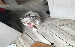 English Bulldog dogs for sale: Loving English looking for home - Image 3