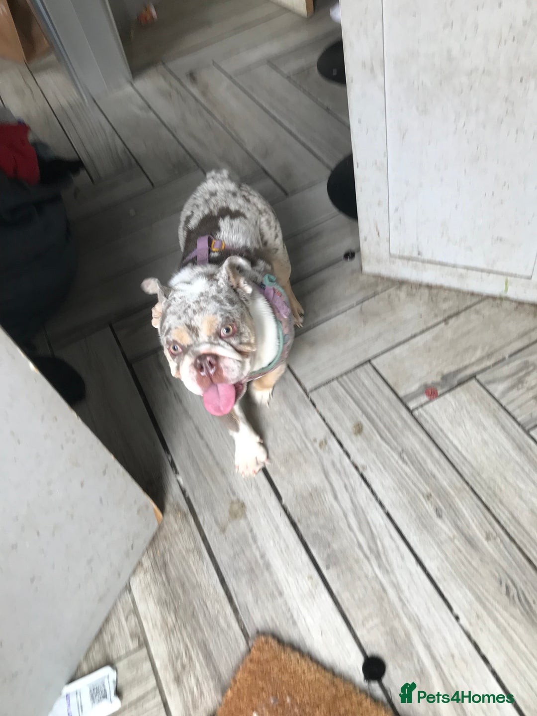 English Bulldog dogs for sale: Loving English looking for home - Image 3