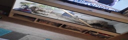 Python Snake reptiles for sale: Woma python with 6ft vivarium  - Advert 5