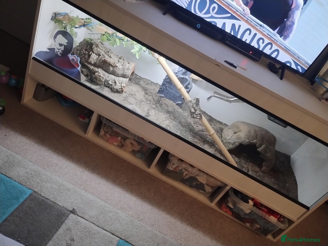 Python Snake reptiles for sale: Woma python with 6ft vivarium  - Advert 5