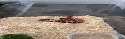 Corn Snake reptiles for sale: Het Palmetto Corn Snake - Advert 2