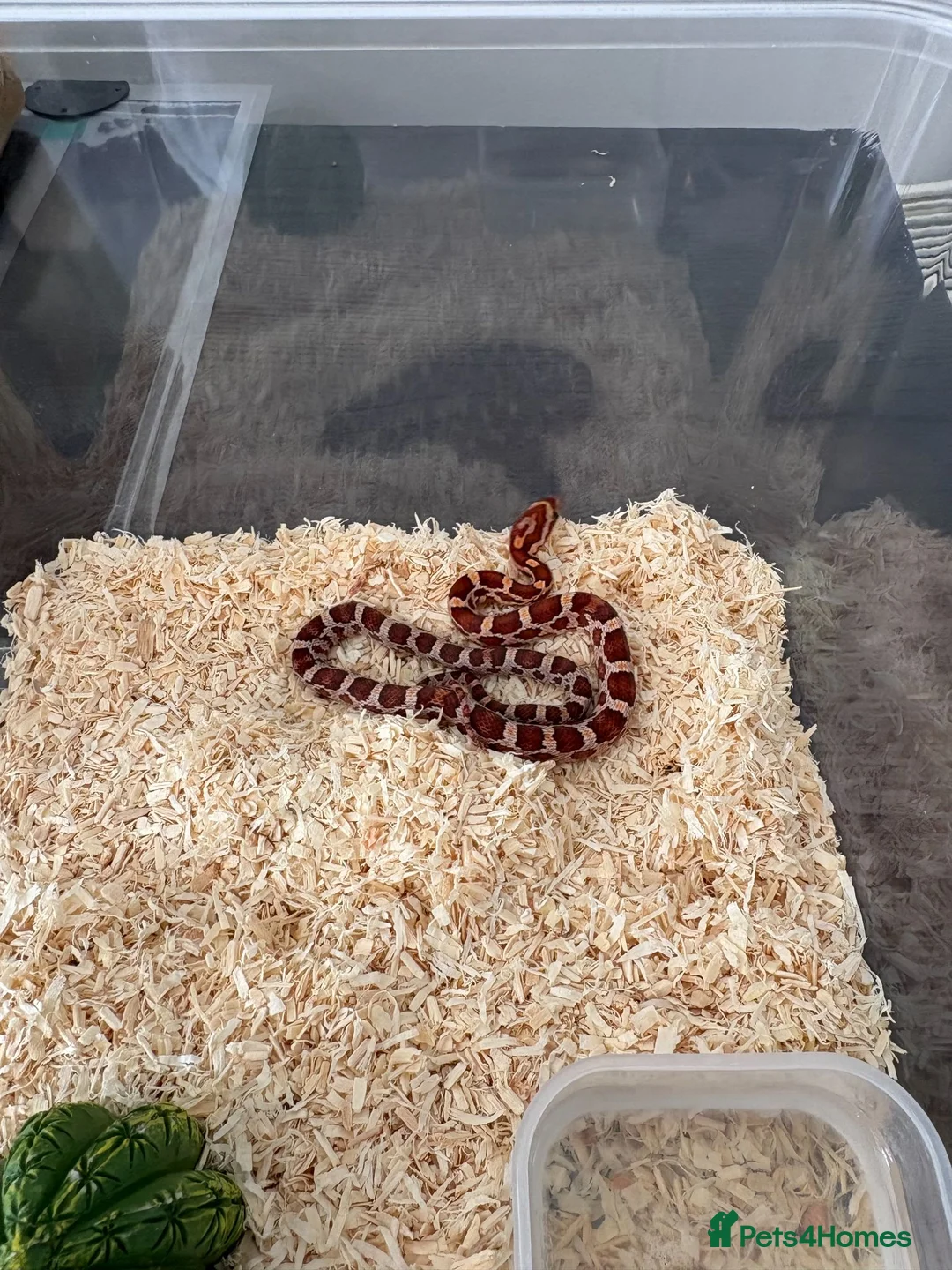 Corn Snake reptiles for sale: Het Palmetto Corn Snake - Advert 2