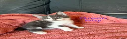 Mixed Breed cats for sale: 9 beautiful kitten  - Advert 4