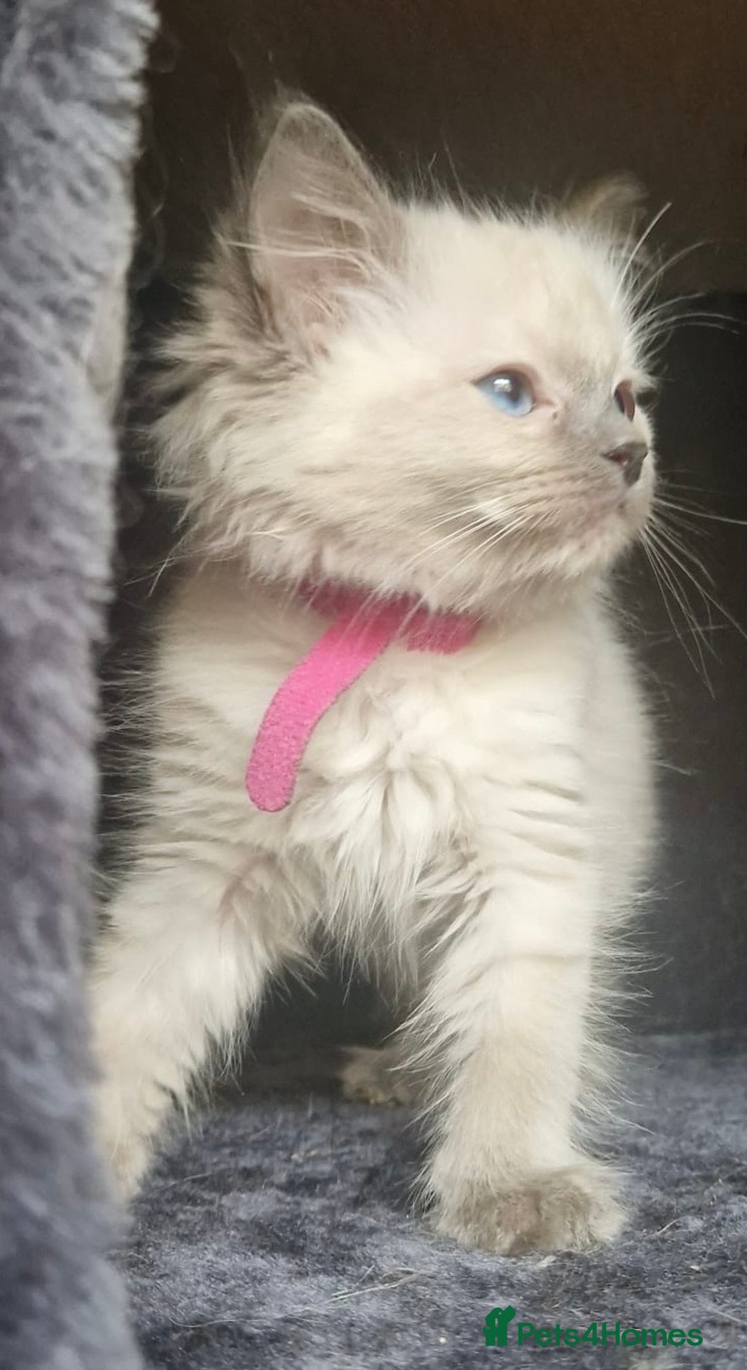 Ragdoll cats for sale:  FIFe Registered Ragdoll Kittens Champion Line - Image 20