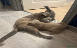 British Shorthair cats for sale: Beautiful British Shorthair Girls Available  - Image 6