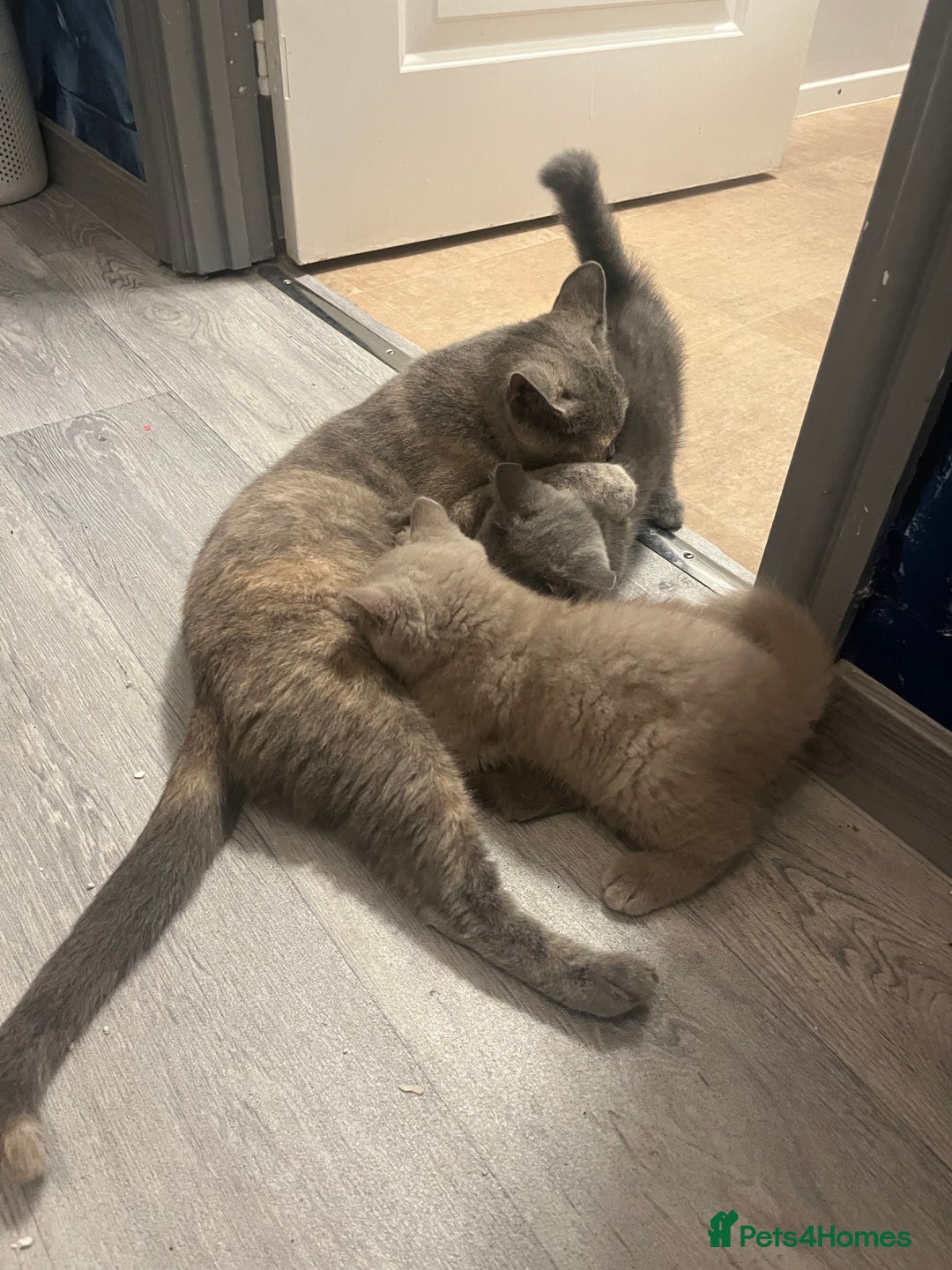 British Shorthair cats for sale: Beautiful British Shorthair Girls Available  - Image 6