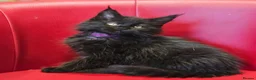 Maine Coon cats for sale: TICA Registered Maine Coon Kittens –  Ready Now!  in Northampton - Advert 7