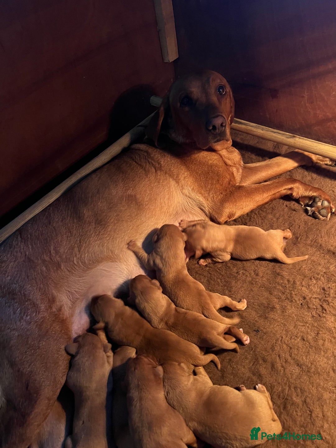 Labrador Retriever dogs for sale: KC REG FOX RED LABRADOR PUPPIES - Image 12