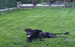 Mixed Breed dogs for adoption: Spider for adoption - Image 4