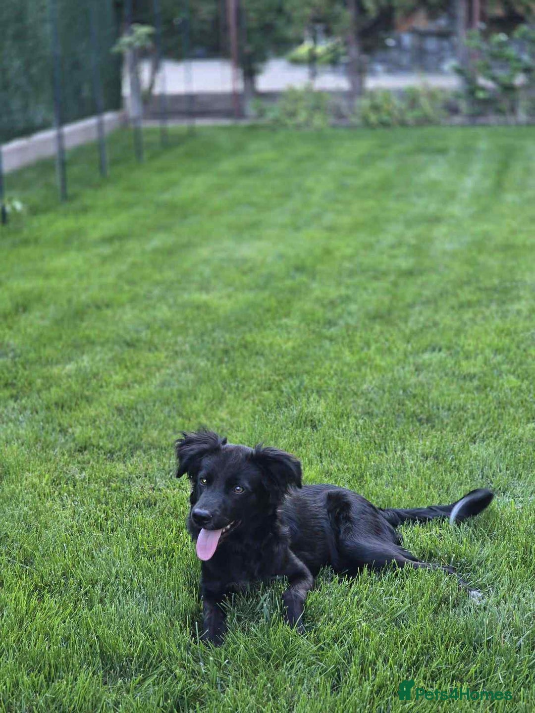 Mixed Breed dogs for adoption: Spider for adoption - Image 4