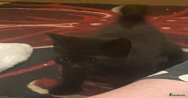 Mixed Breed cats - Advert 5