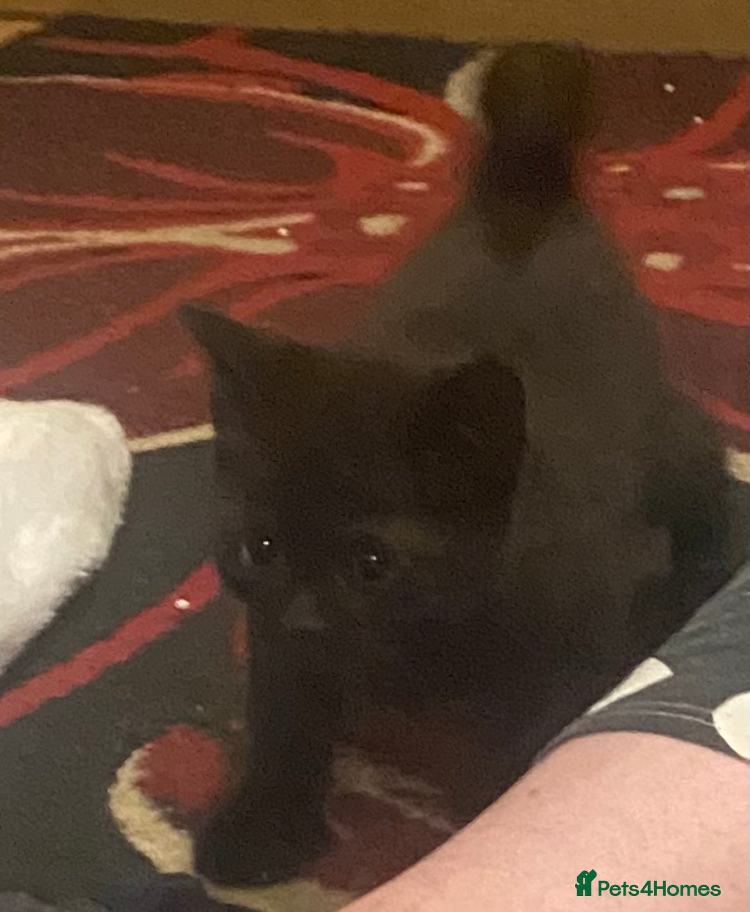 Mixed Breed cats for sale: 3 Beutiful kittens - Image 13