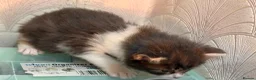 Mixed Breed cats for sale: Adorable Fluffy Kittens for Sale 6-8 in Nottingham - Advert 14